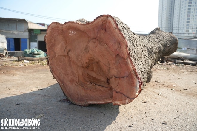 Cận cảnh loạt cây cổ thụ được chặt hạ phục vụ dự án mở rộng đường 50m tại Hà Nội- Ảnh 4.