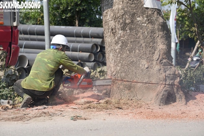 Cận cảnh loạt cây cổ thụ được chặt hạ phục vụ dự án mở rộng đường 50m tại Hà Nội- Ảnh 3.