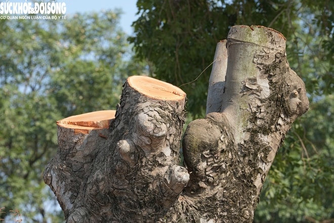 Cận cảnh loạt cây cổ thụ được chặt hạ phục vụ dự án mở rộng đường 50m tại Hà Nội- Ảnh 7.