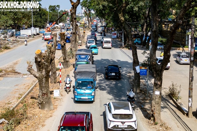 Cận cảnh loạt cây cổ thụ được chặt hạ phục vụ dự án mở rộng đường 50m tại Hà Nội- Ảnh 8.