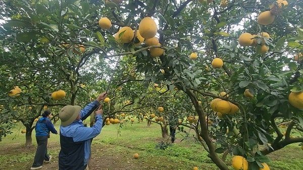 ‘Check-in', săn lùng đặc sản tại thủ phủ bưởi Diễn- Ảnh 8.