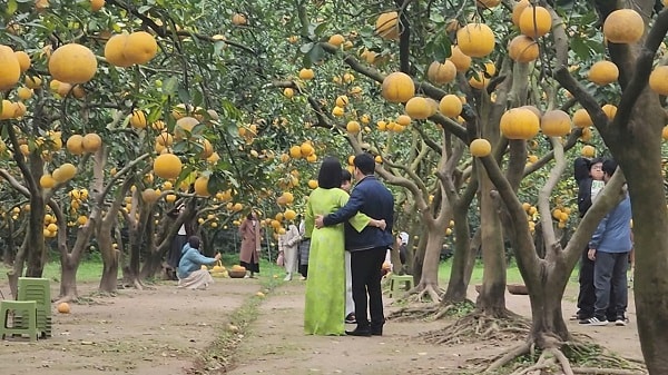 ‘Check-in', săn lùng đặc sản tại thủ phủ bưởi Diễn- Ảnh 7.