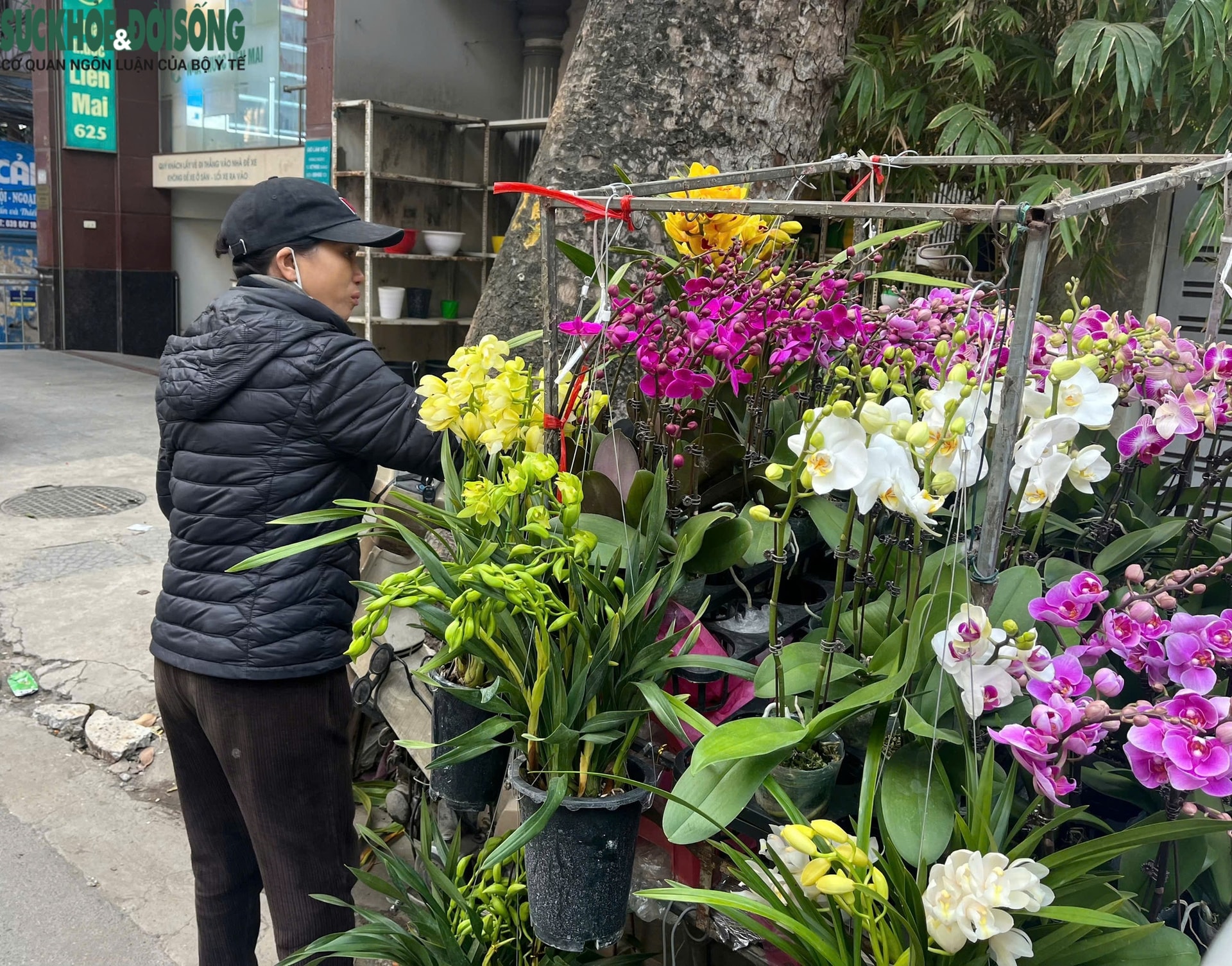 Hoa Tết xuống phố sớm, quất cảnh đã 'lên kệ'- Ảnh 3.