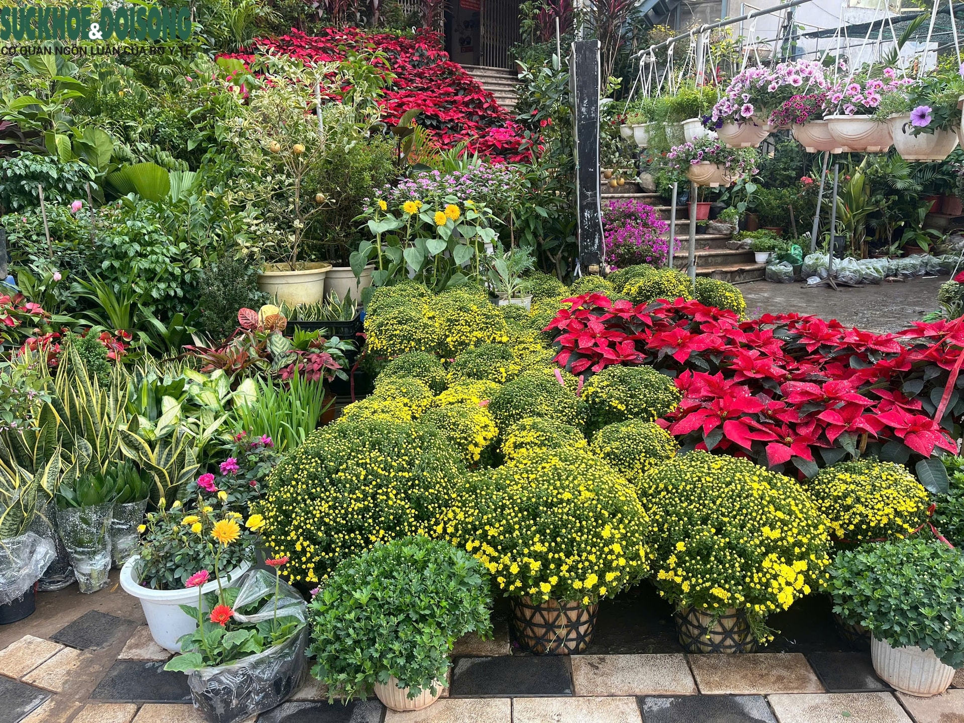 Hoa Tết xuống phố sớm, quất cảnh đã 'lên kệ'- Ảnh 5.