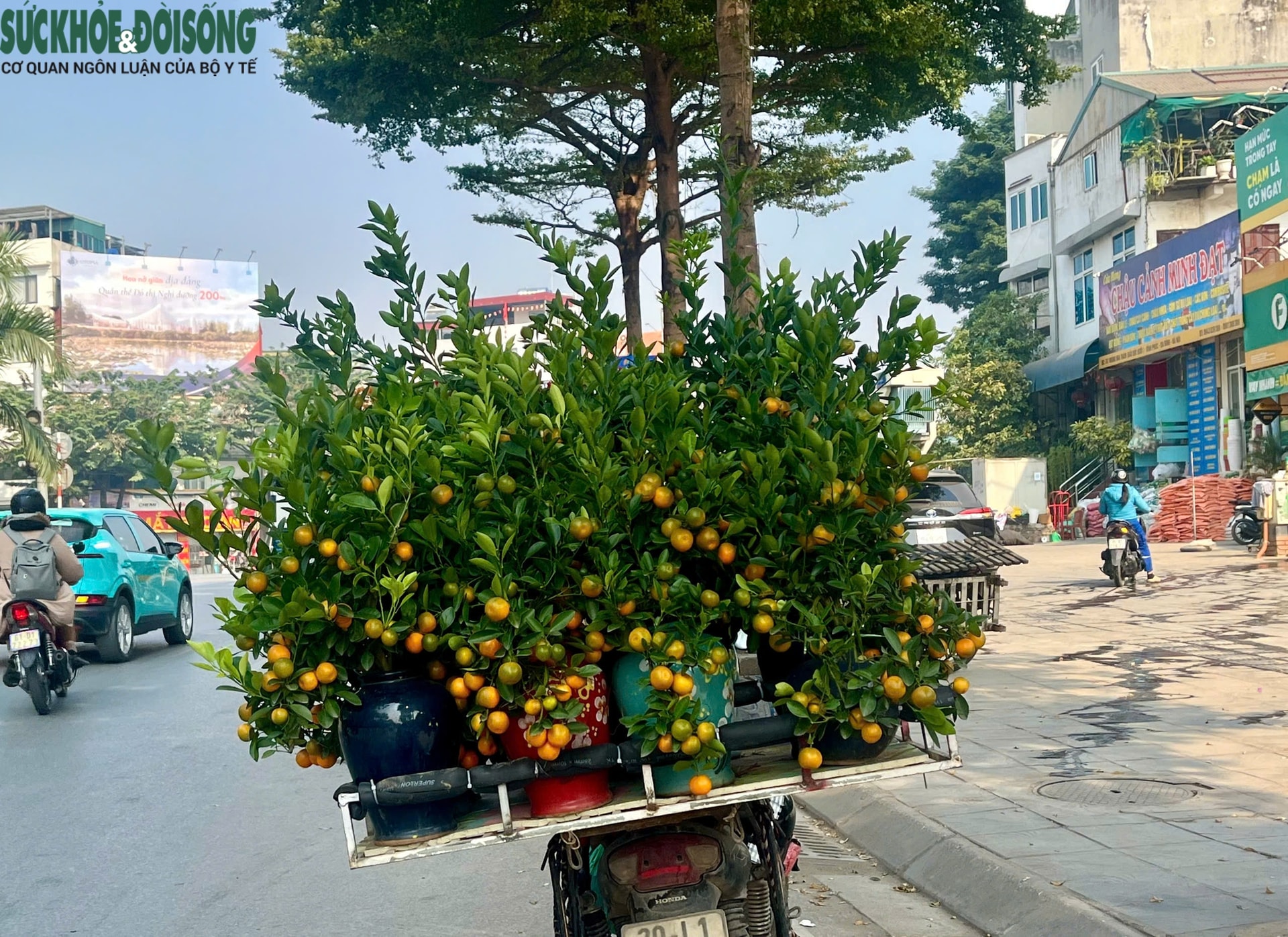 Hoa Tết xuống phố sớm, quất cảnh đã 'lên kệ'- Ảnh 7.