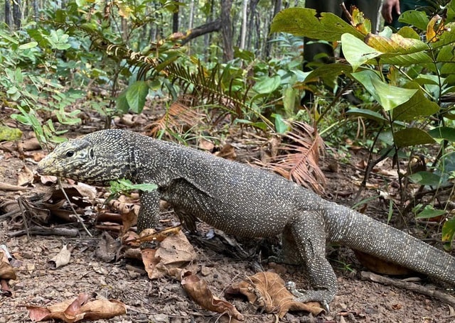Video: Chăm lo ăn uống cho động vật quý hiếm và thả về tự nhiên- Ảnh 2.