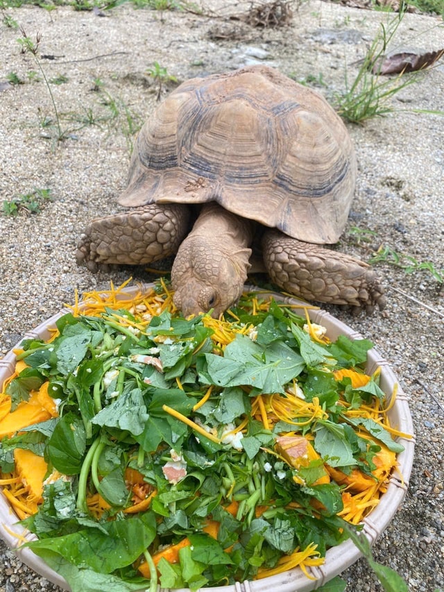 Video: Chăm lo ăn uống cho động vật quý hiếm và thả về tự nhiên- Ảnh 1.