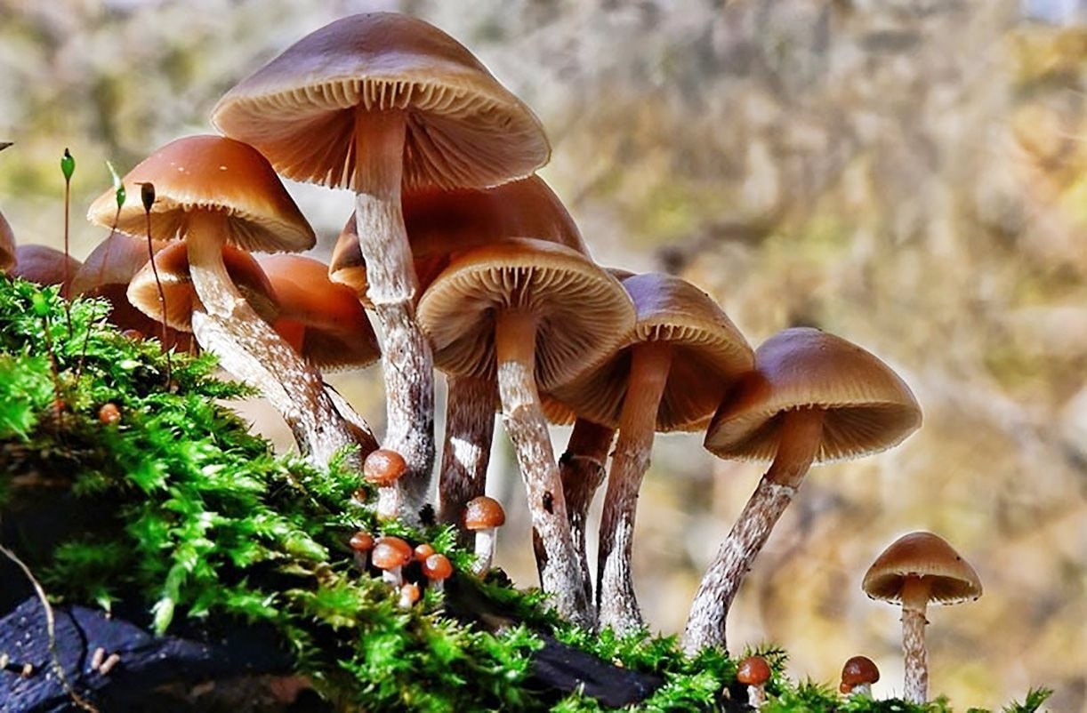 Ăn nấm hái ở vườn, người phụ nữ phải nhập viện cấp cứu- Ảnh 1.