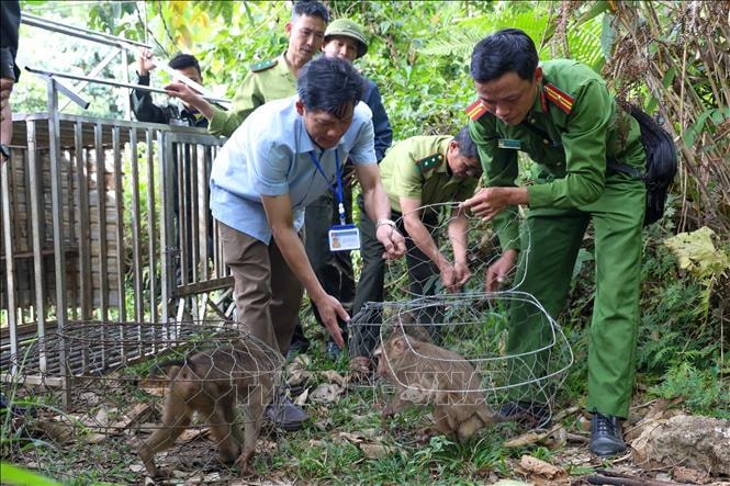 Thả hàng trăm động vật hoang dã về môi trường tự nhiên- Ảnh 2.