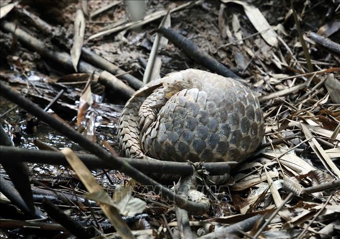 Thả hàng trăm động vật hoang dã về môi trường tự nhiên- Ảnh 6.