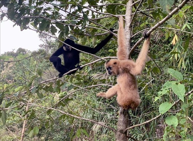 Thả hàng trăm động vật hoang dã về môi trường tự nhiên- Ảnh 5.