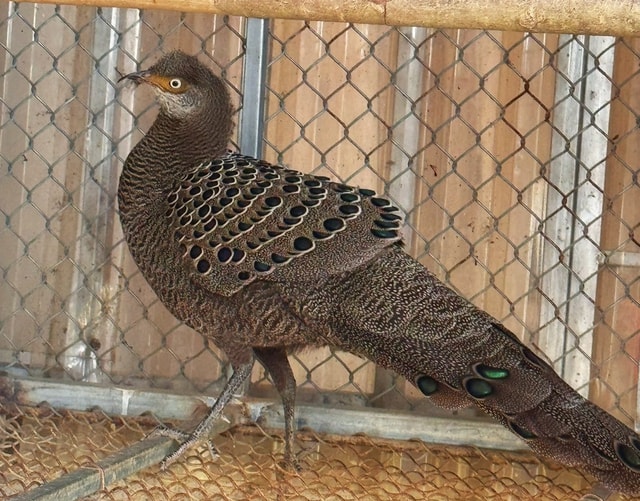 Người dân tự nguyện giao nộp loài gà nguy cấp, quý hiếm- Ảnh 2.