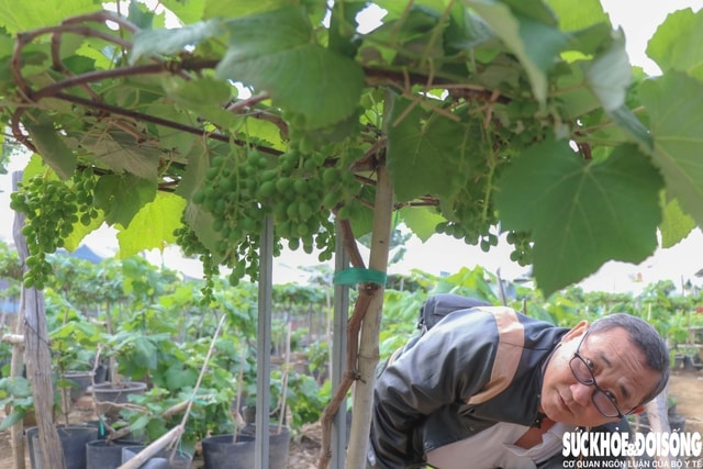 Nông dân Khánh Hòa tất bật hồi sinh nho cảnh đón Tết Nguyên đán 2026- Ảnh 7. Nông dân Khánh Hòa tất bật hồi sinh nho cảnh đón Tết Nguyên đán 2026- Ảnh 7.