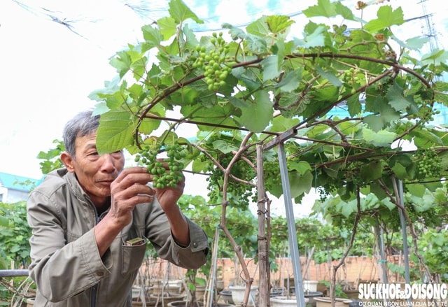 Nông dân Khánh Hòa tất bật hồi sinh nho cảnh đón Tết Nguyên đán 2026- Ảnh 6. Nông dân Khánh Hòa tất bật hồi sinh nho cảnh đón Tết Nguyên đán 2026- Ảnh 6.