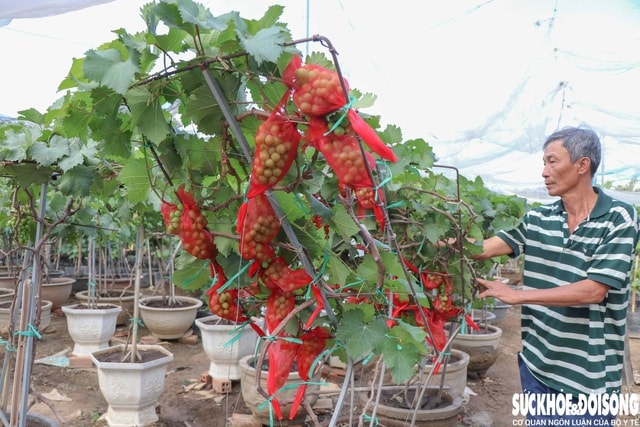 Nông dân Khánh Hòa tất bật hồi sinh nho cảnh đón Tết Nguyên đán 2026- Ảnh 5. Nông dân Khánh Hòa tất bật hồi sinh nho cảnh đón Tết Nguyên đán 2026- Ảnh 5.