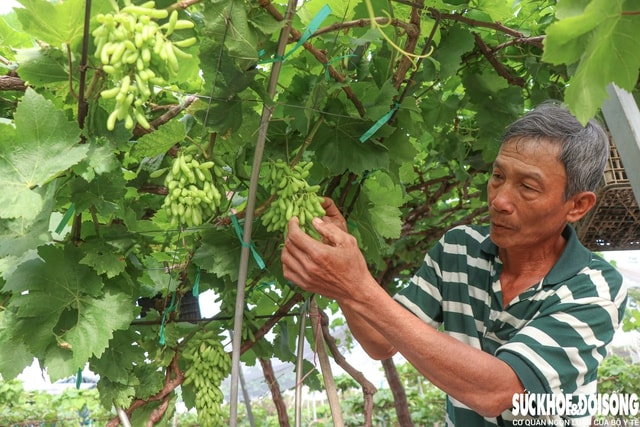 Nông dân Khánh Hòa tất bật hồi sinh nho cảnh đón Tết Nguyên đán 2026- Ảnh 4. Nông dân Khánh Hòa tất bật hồi sinh nho cảnh đón Tết Nguyên đán 2026- Ảnh 4.