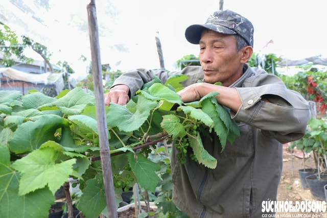 Nông dân Khánh Hòa tất bật hồi sinh nho cảnh đón Tết Nguyên đán 2026- Ảnh 3. Nông dân Khánh Hòa tất bật hồi sinh nho cảnh đón Tết Nguyên đán 2026- Ảnh 3.