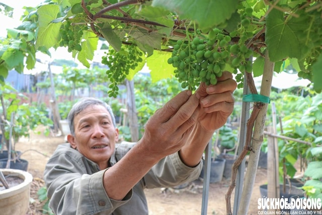 Nông dân Khánh Hòa tất bật hồi sinh nho cảnh đón Tết Nguyên đán 2026- Ảnh 2. Nông dân Khánh Hòa tất bật hồi sinh nho cảnh đón Tết Nguyên đán 2026- Ảnh 2.