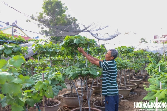 Nông dân Khánh Hòa tất bật hồi sinh nho cảnh đón Tết Nguyên đán 2026- Ảnh 1. Nông dân Khánh Hòa tất bật hồi sinh nho cảnh đón Tết Nguyên đán 2026- Ảnh 1.