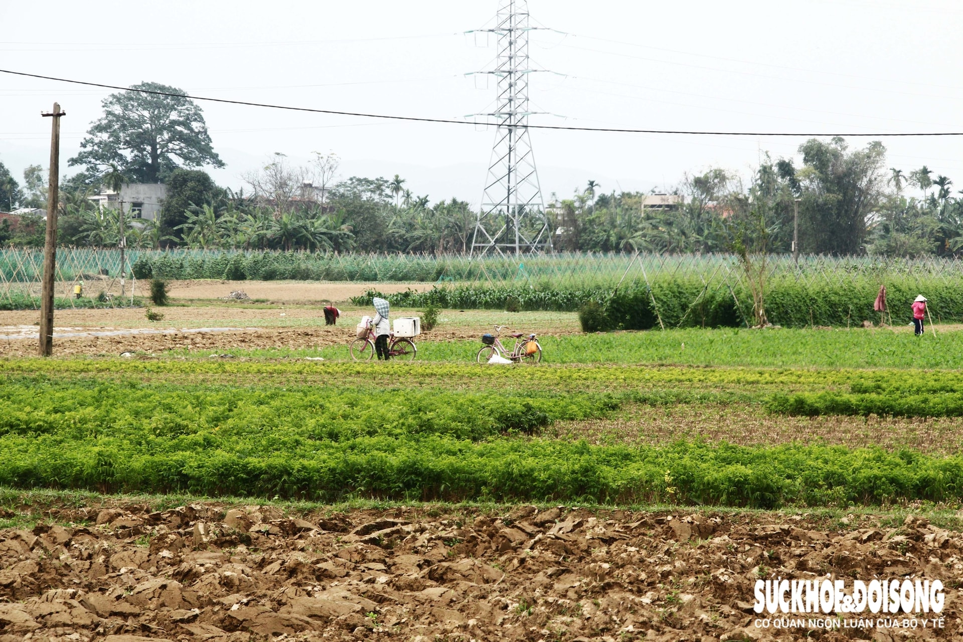 Những luống rau hồi sinh giữa vùng 'rốn lũ'- Ảnh 1.