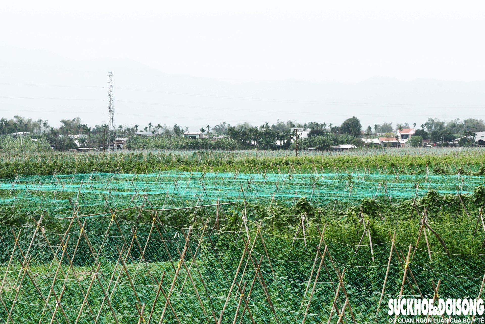 Những luống rau hồi sinh giữa vùng 'rốn lũ'- Ảnh 2.