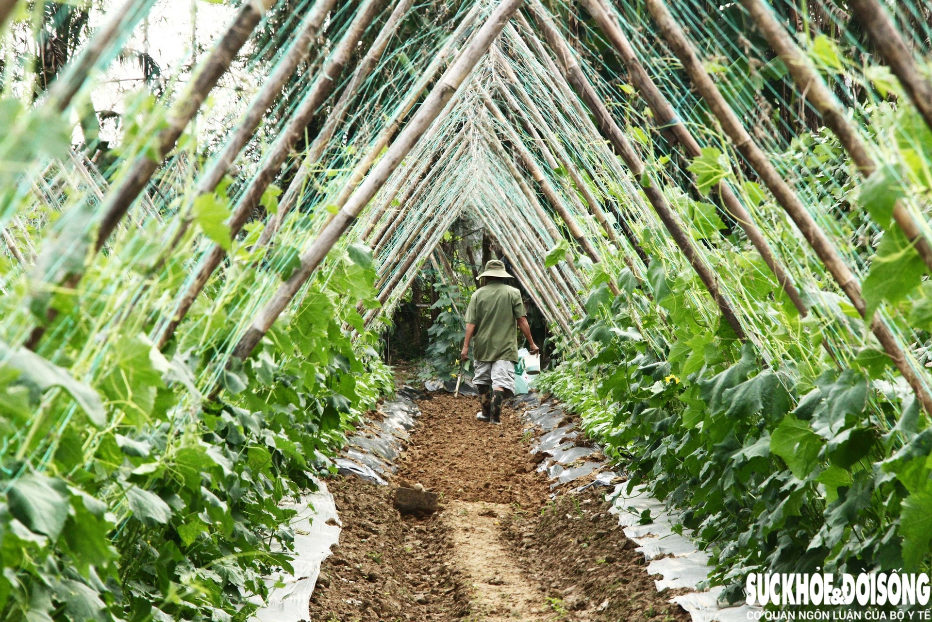 Những luống rau hồi sinh giữa vùng 'rốn lũ'- Ảnh 4.