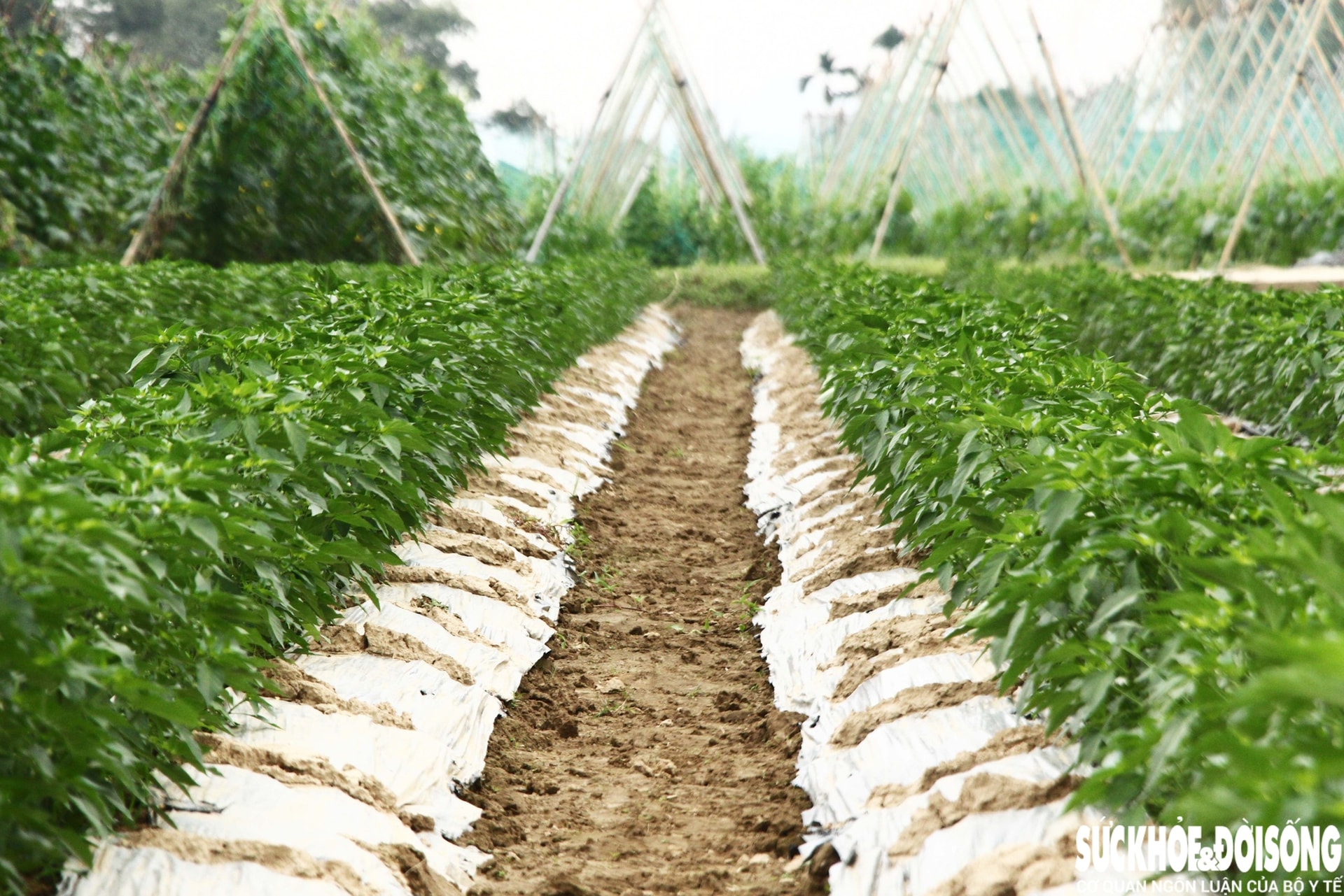 Những luống rau hồi sinh giữa vùng 'rốn lũ'- Ảnh 5.