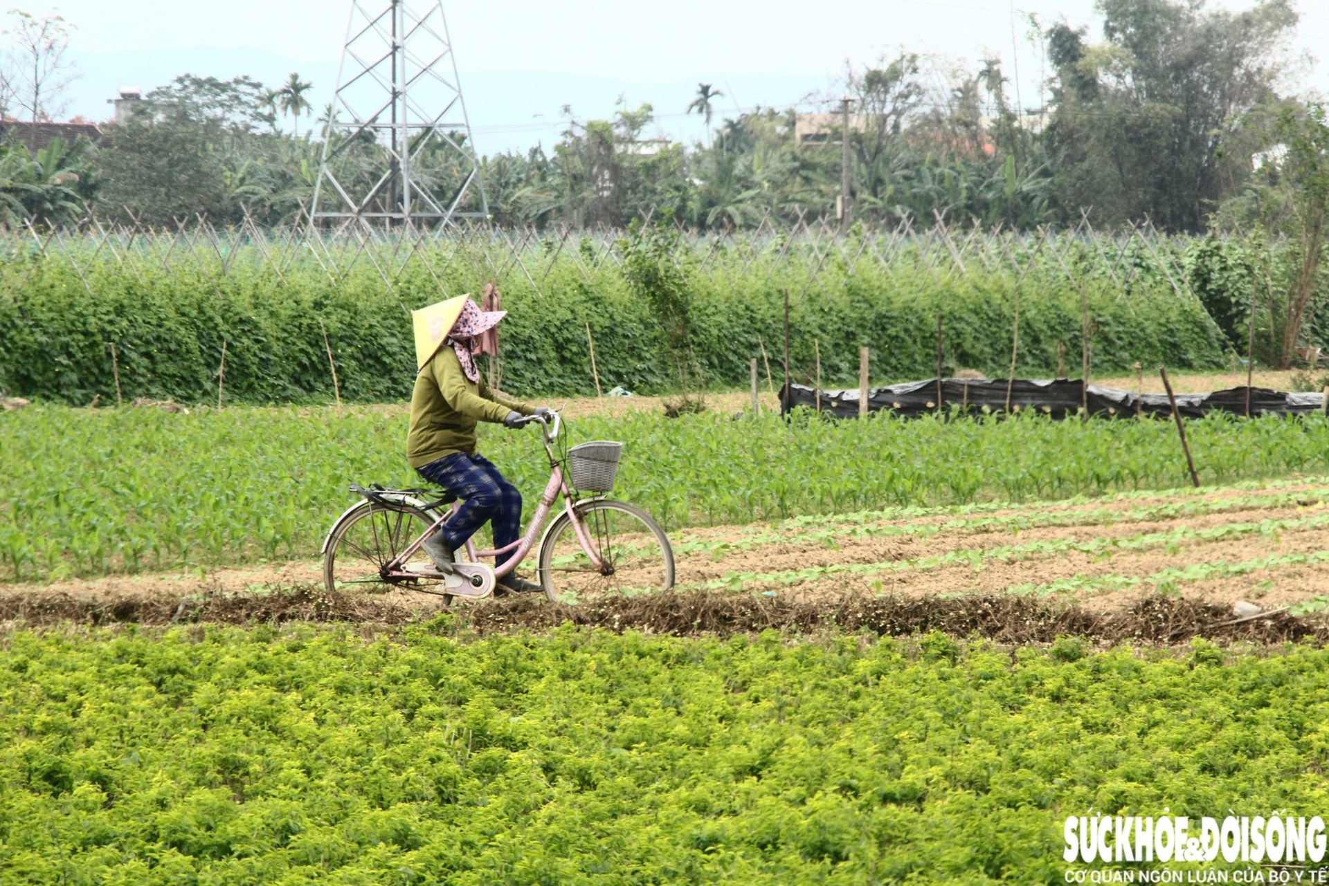 Những luống rau hồi sinh giữa vùng 'rốn lũ'- Ảnh 7.