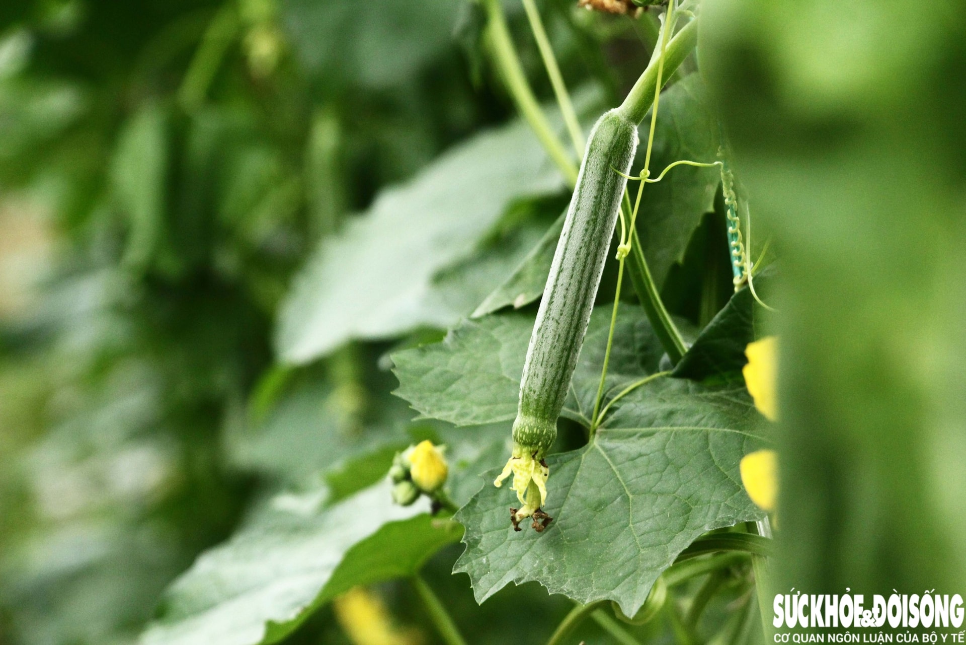 Những luống rau hồi sinh giữa vùng 'rốn lũ'- Ảnh 8.