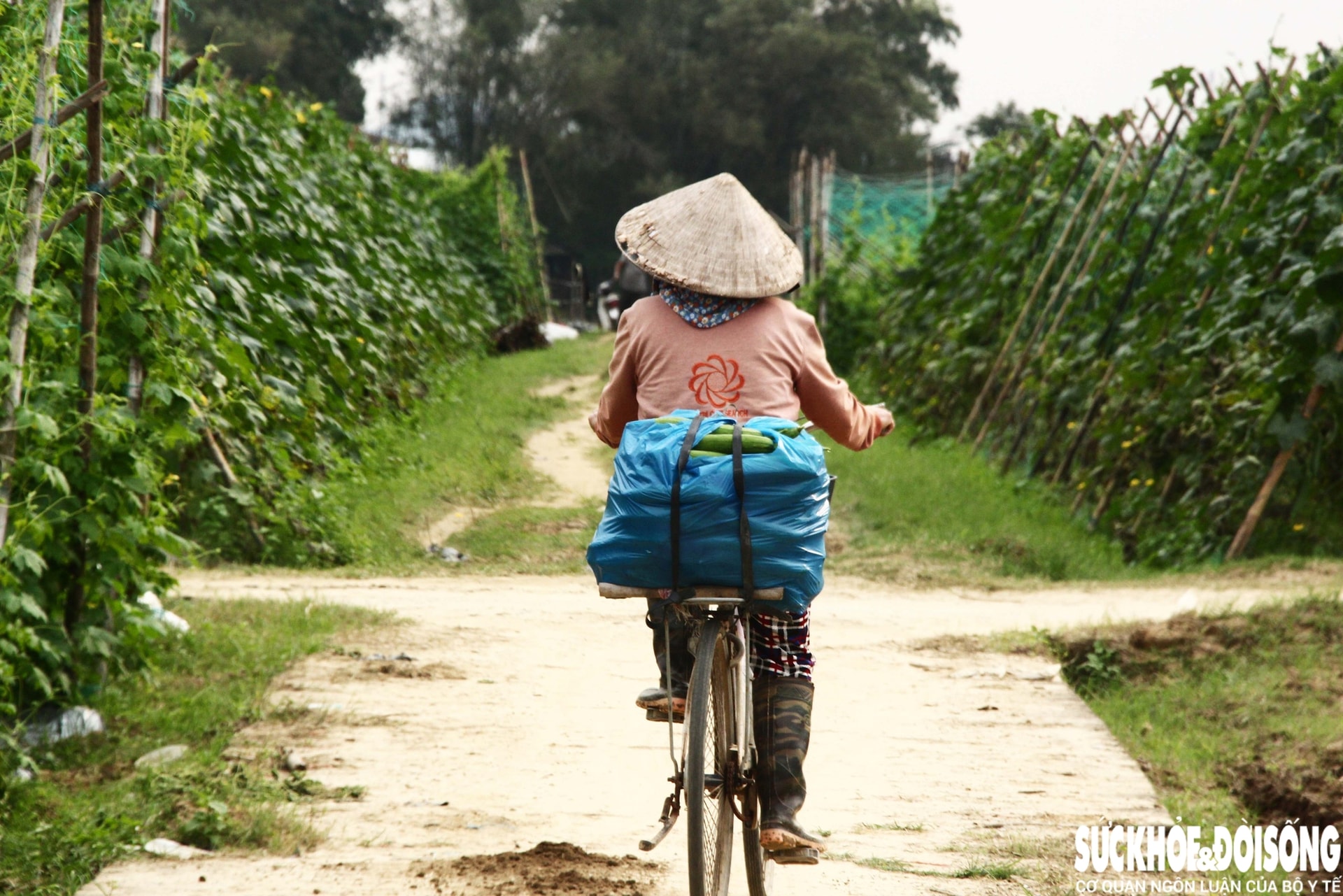 Những luống rau hồi sinh giữa vùng 'rốn lũ'- Ảnh 9.