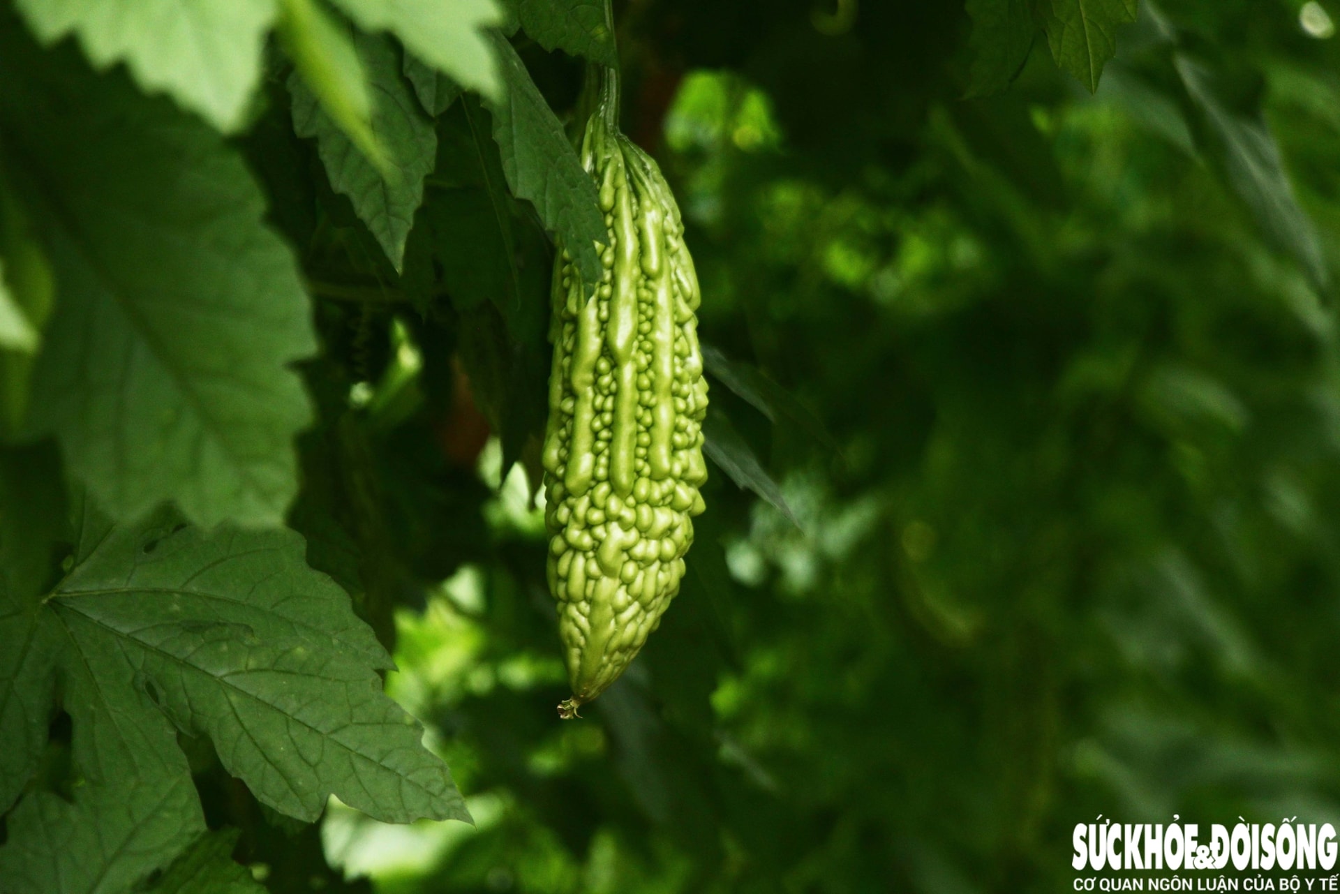 Những luống rau hồi sinh giữa vùng 'rốn lũ'- Ảnh 10.