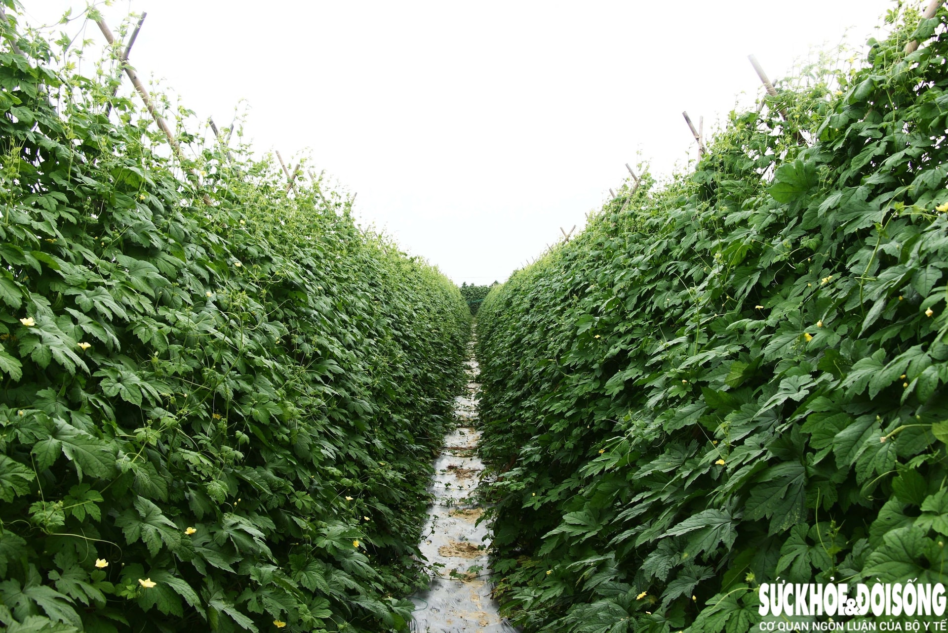 Những luống rau hồi sinh giữa vùng 'rốn lũ'- Ảnh 11.