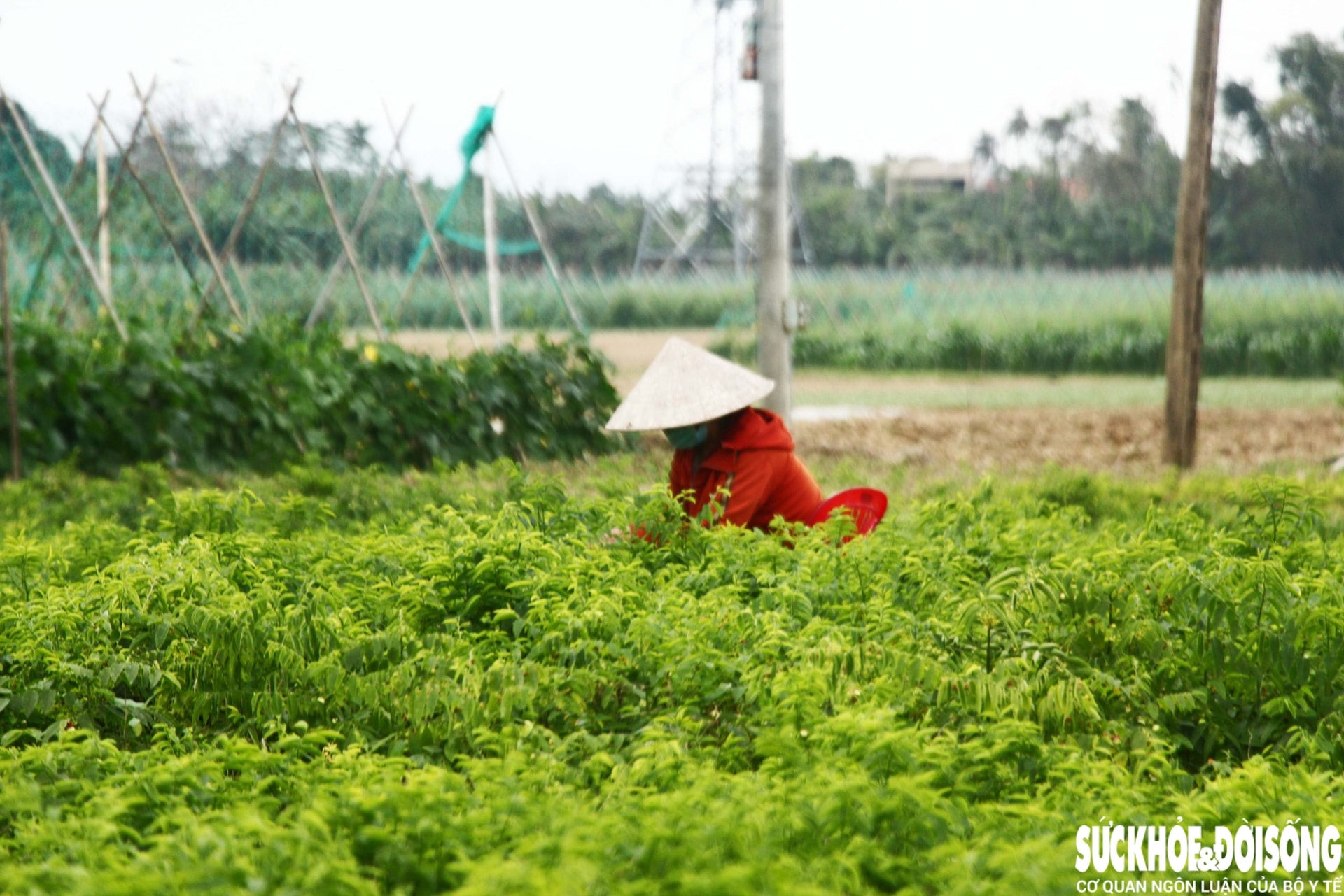 Những luống rau hồi sinh giữa vùng 'rốn lũ'- Ảnh 12.