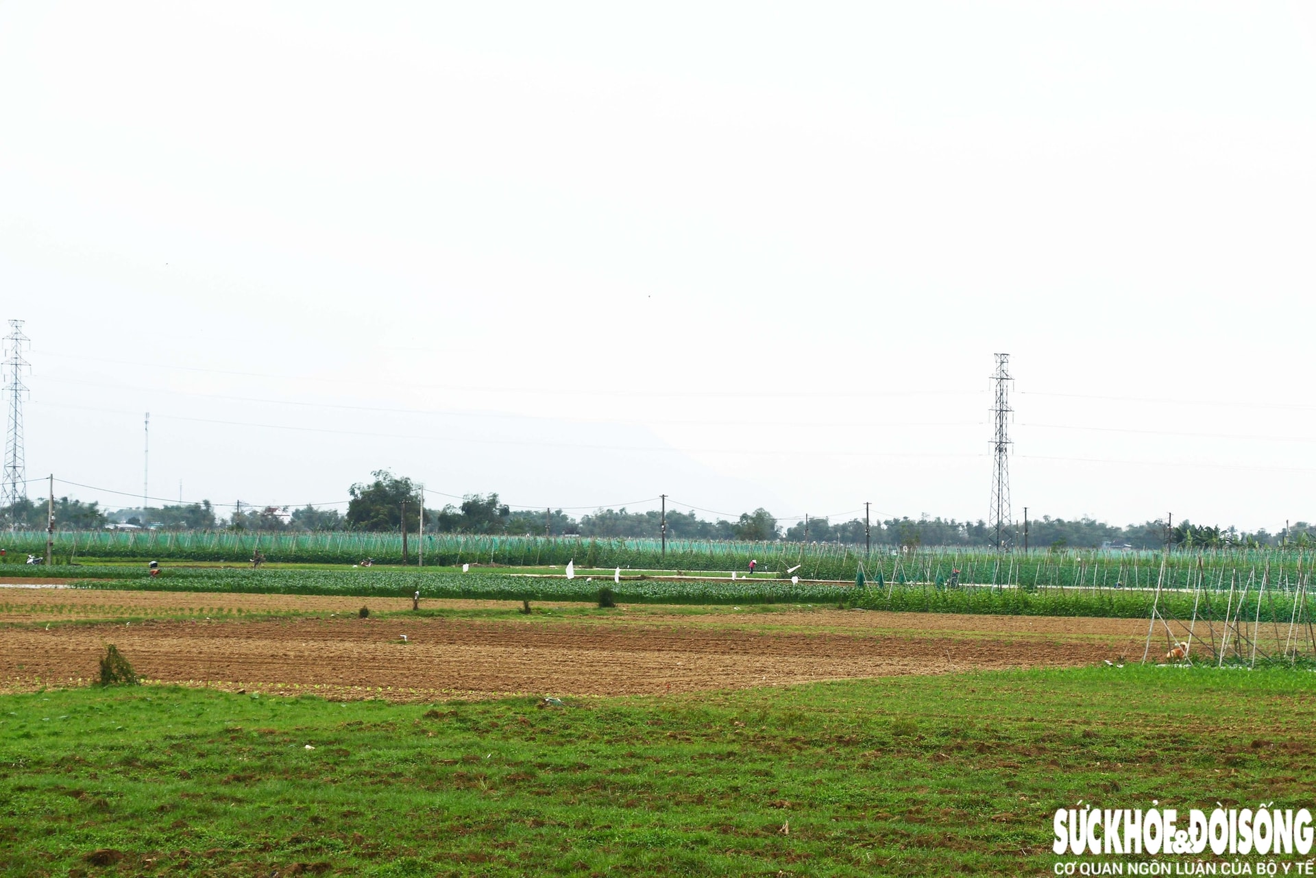 Những luống rau hồi sinh giữa vùng 'rốn lũ'- Ảnh 13.