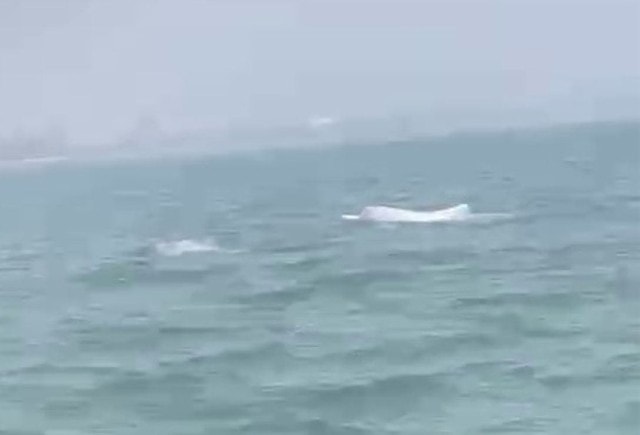 Video cá heo trắng bất ngờ nhảy múa trên biển Sầm Sơn- Ảnh 1.