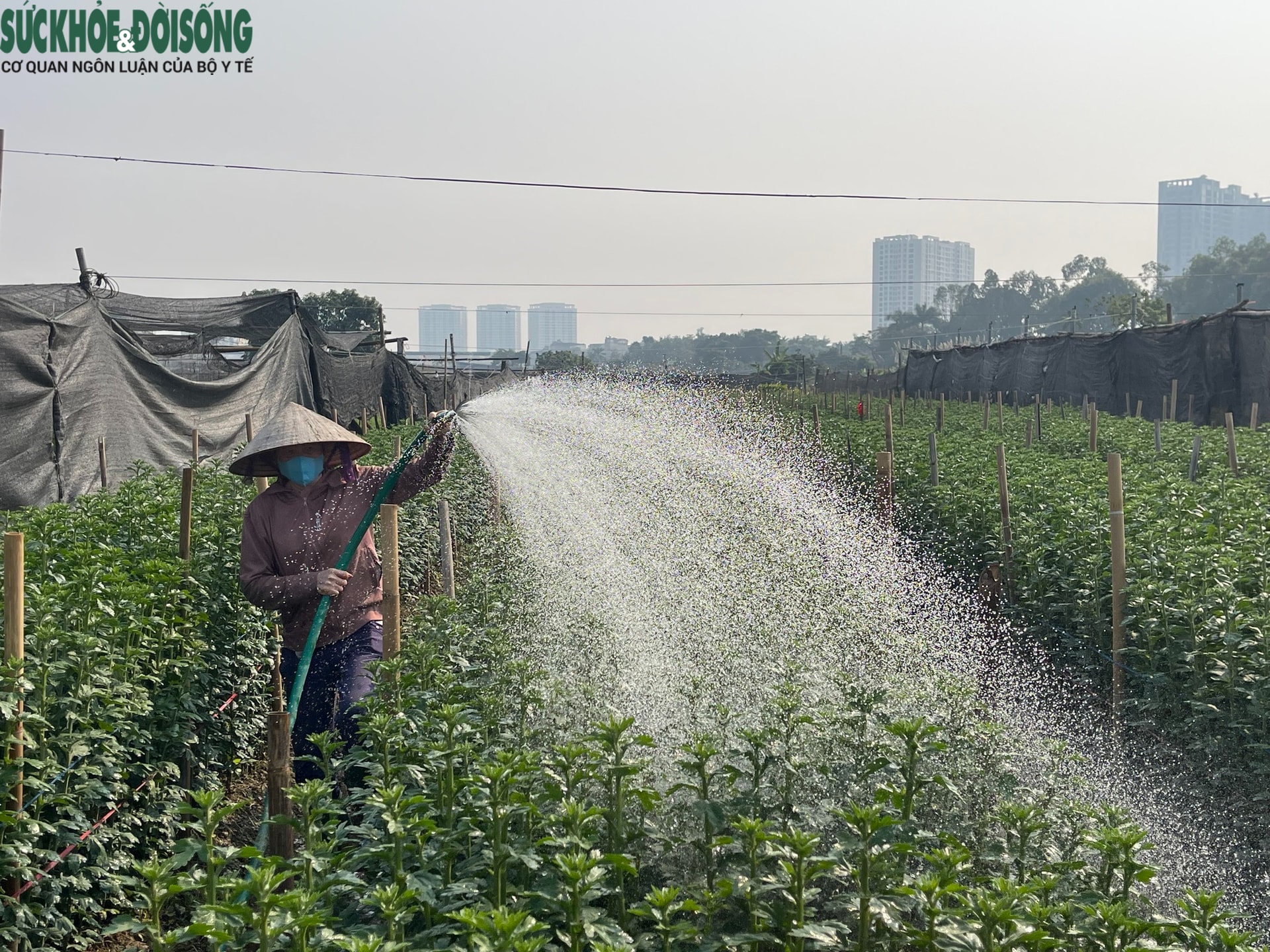 Hà Nội: Làng hoa Tây Tựu tất bật cho vụ Tết, thấp thỏm chờ 'trời thương'- Ảnh 3. Hà Nội: Làng hoa Tây Tựu tất bật cho vụ Tết, thấp thỏm chờ 'trời thương'- Ảnh 3.