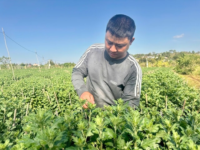 Người trồng hoa cúc Đắk Lắk phấn khởi vì được mùa, trúng giá dịp Tết- Ảnh 2.