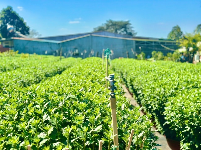 Người trồng hoa cúc Đắk Lắk phấn khởi vì được mùa, trúng giá dịp Tết- Ảnh 3.