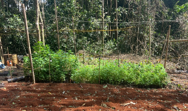 Khởi tố nam thanh niên lén trồng 763 cây cần sa trong rừng- Ảnh 2.