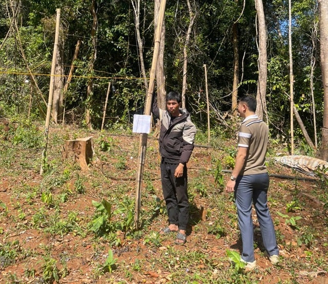 Khởi tố nam thanh niên lén trồng 763 cây cần sa trong rừng- Ảnh 1.