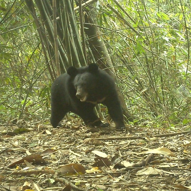 ‘Mắt thần’ góp phần bảo vệ động vật quý hiếm ở Quảng Ngãi- Ảnh 1.