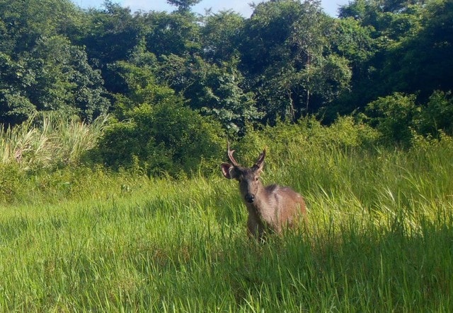 ‘Mắt thần’ góp phần bảo vệ động vật quý hiếm ở Quảng Ngãi- Ảnh 3.