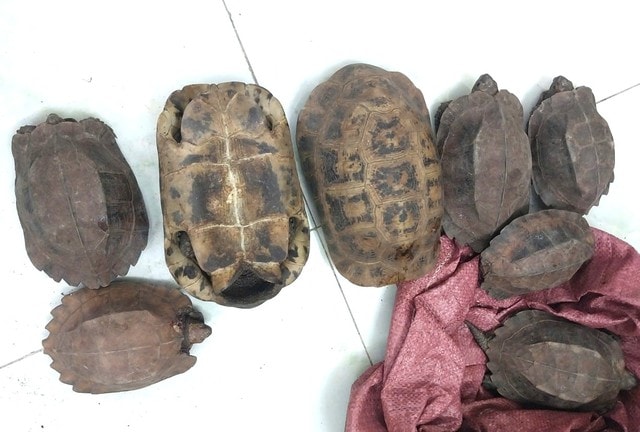 Người dân tự nguyện giao nộp 8 cá thể rùa quý hiếm- Ảnh 1.