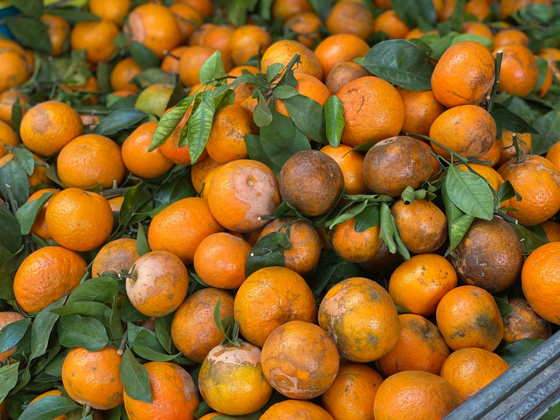 Loại quýt mã rám có gì đặc biệt mà khiến tiểu thương Việt nhập hàng tạ về bán mỗi ngày?- Ảnh 4.