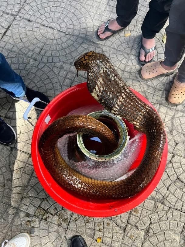 Người đàn ông bị khởi tố vì mua bán rắn Hổ mang chúa- Ảnh 1. Người đàn ông bị khởi tố vì mua bán rắn Hổ mang chúa- Ảnh 1.