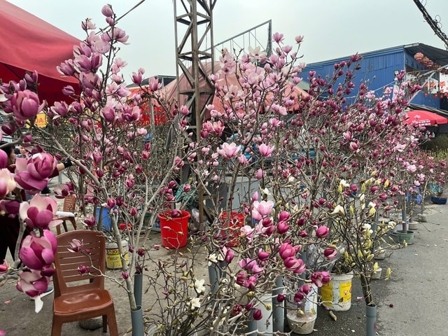 Lan, đào khoe sắc, người dân Hà Nội háo hức mang Tết sớm về nhà- Ảnh 9.