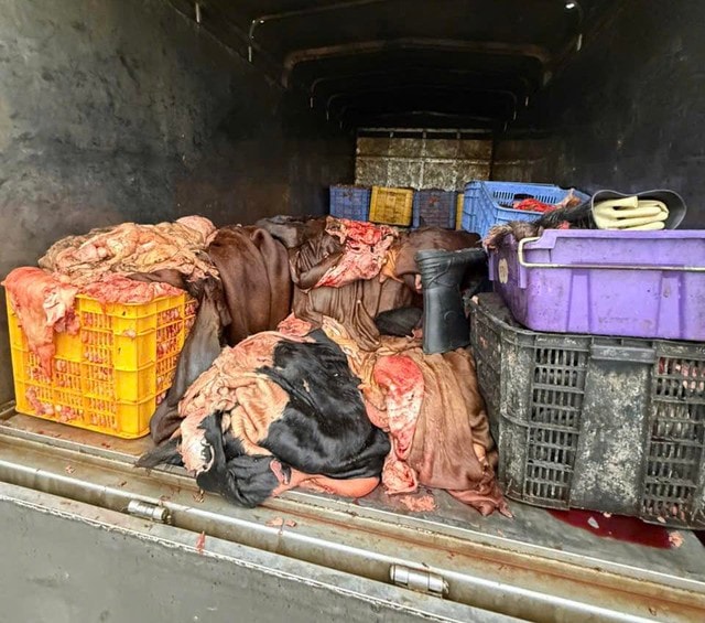 Phú Thọ: Ngăn chặn 1,2 tấn mỡ, da trâu bò không rõ nguồn gốc khi đang lưu thông- Ảnh 2. Phú Thọ: Ngăn chặn 1,2 tấn mỡ, da trâu bò không rõ nguồn gốc khi đang lưu thông- Ảnh 2.