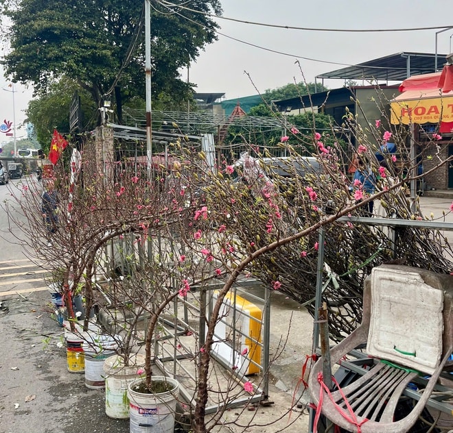 Lan, đào khoe sắc, người dân Hà Nội háo hức mang Tết sớm về nhà- Ảnh 5.