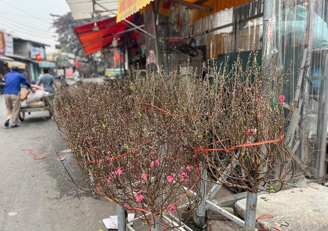 Lan, đào khoe sắc, người dân Hà Nội háo hức mang Tết sớm về nhà- Ảnh 3.