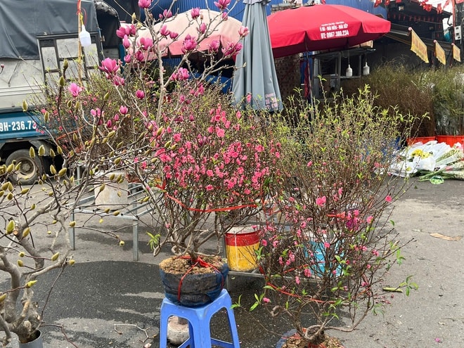 Lan, đào khoe sắc, người dân Hà Nội háo hức mang Tết sớm về nhà- Ảnh 6.